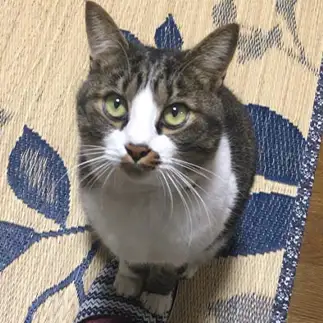 何か言いたい事がありすぎるネコ　　ぴてさん