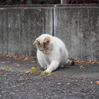 草むしりでもするかすぎるネコ　　黒猫カレンさん
