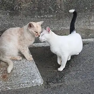 仲よすぎるネコ　　ダイヤモンド富士さん