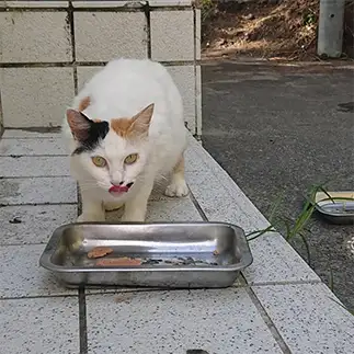 夢中すぎるネコ　　ダイヤモンド富士さん
