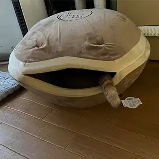 新種の貝すぎるネコ　　カミナナさん