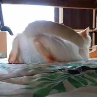 うしろ姿がカエルすぎるネコ　　給料泥棒さん