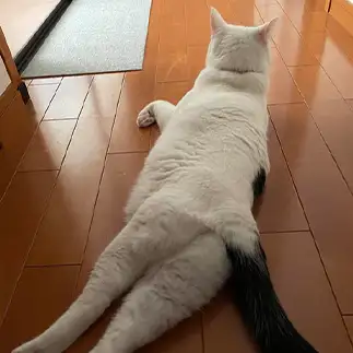 猫も人も魅了しすぎるネコ　　maimaiさん