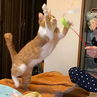 おもちゃとるのに必死すぎるネコ　　ふじまさん