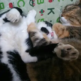 足技決められすぎるネコ　　ぬこ猫（ΦωΦ）さん