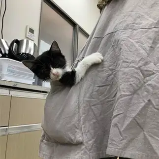 おさまりすぎるネコ　　ねこまんまさん