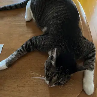 ぺたんこすぎるネコ　　サチエさん