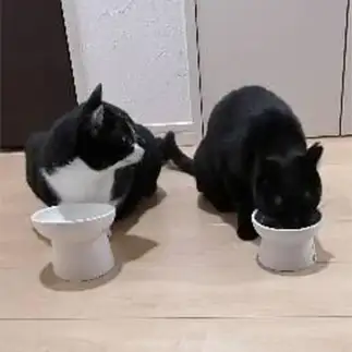 隣の器が気になりすぎるネコ　　こじわさん