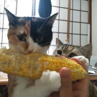独り占めしすぎるネコ　　ウーロンママさん