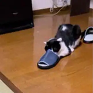 見えすぎるネコ　　むっちゃんさん