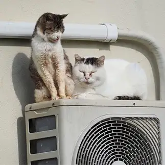 夜勤明けすぎるネコ　　ねこぬまかくさん