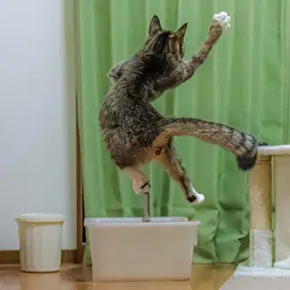 ヒャッホーーイ！！すぎるネコ　　吉冨武留さん