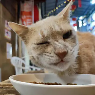 食事中ウィンクしすぎるネコ　　さおりさん