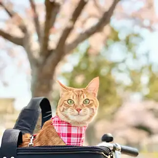スマイルすぎるネコ　　ルークさん