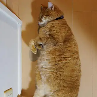肝試しの練習に余念がなさすぎるネコ　　猫田晃広さん