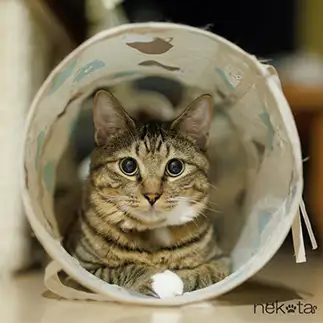 お行儀が良すぎるネコ　　猫田晃広さん