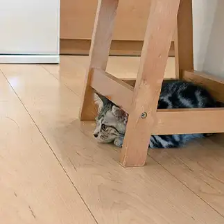 スタートラインはそこじゃないすぎるネコ　　ひまわり屋ひまさん