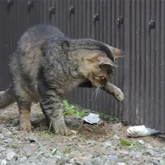 七ひきのこやぎすぎるネコ　　ままめろんさん