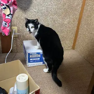 猫だけどねずみ小僧すぎるネコ　　ディーヴァシティさん