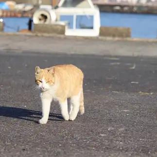目付き悪すぎるネコ　　クゥちゃんのおかんさん