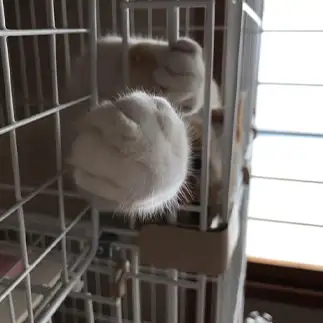 ドラえもんのおててすぎるネコ　　にゃーさん