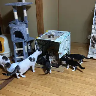 転校生をジロジロ見すぎるネコ　　エリさん