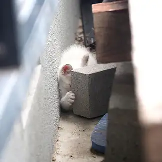かくれんぼが下手すぎるネコ　　黒猫カレンさん