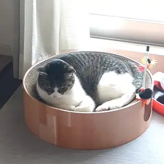 ベッドの大きさに体を合わせすぎるネコ　　tsukunenekoさん