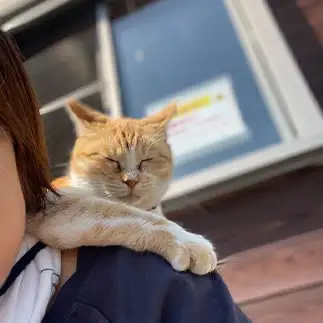 肩が好きすぎるネコ　　かよちゃんさん