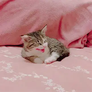 ミャーー！すぎるネコ　　トラたんさん