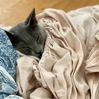 乾燥したてのシーツに直ぐに潜り込みたがりすぎるネコ　　カジハラさん