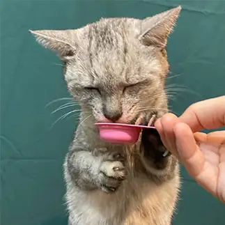 お茶をすする、おじいちゃんすぎるネコ　　ミロルナのママさん