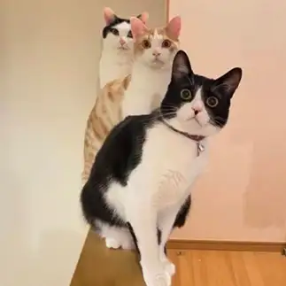 ニャンニャントレインが上手すぎるネコ　　ゲンララパンママさん