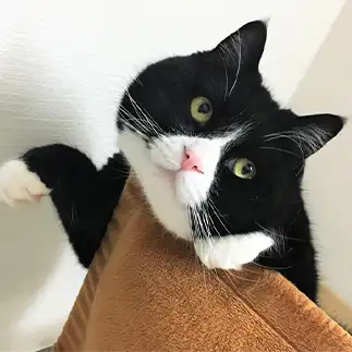 ぶりっこすぎるネコ　　tachiさん