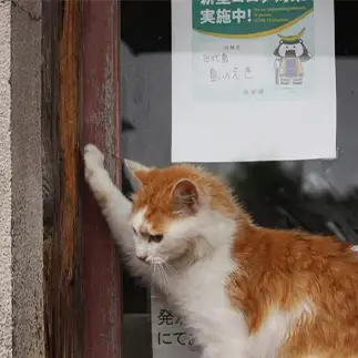 入店を断られすぎるネコ　　おいにゃんさん