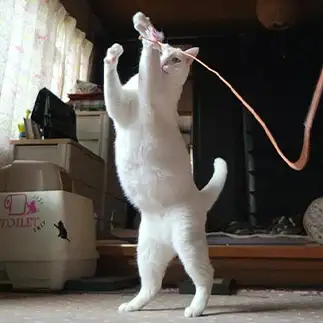 舞台からの紙テープをしっかりキャッチしすぎるネコ　　yamawaiisoraさん