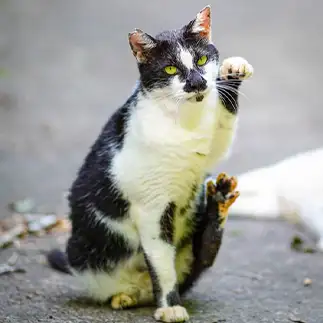 招き猫すぎるネコ　　みっつさん