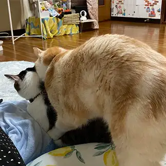 大好きすぎるネコ　　ike2910  さん