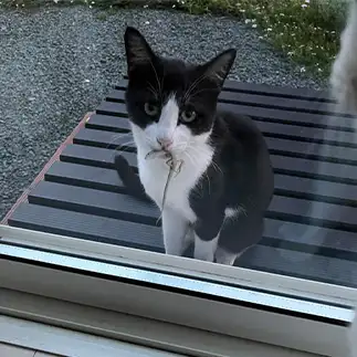 飼い主にプレゼント攻撃しすぎるネコ　　みゅうさん