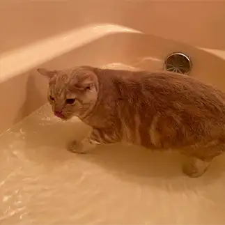 お風呂のお湯が好きすぎるネコ　　ゆずママさん