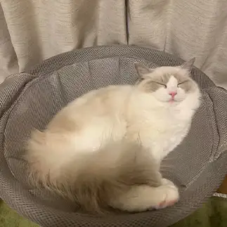 福々すぎるネコ　　あかねさん