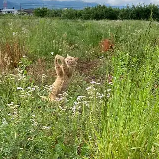 あっ！逃げられた！すぎるネコ　　トラのハナさん