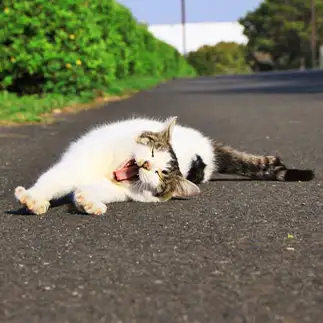 道を占領しすぎるネコ　　れみぞーさん