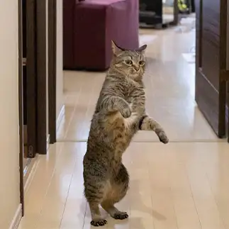 強すぎるネコ　　ゆずなつさん