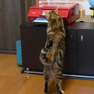 チェックしすぎるネコ　　1号2号さん