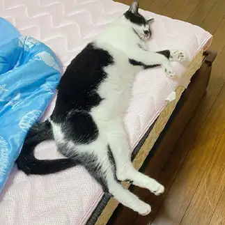 寝る時、端っこすぎるネコ　　Tamaiさん