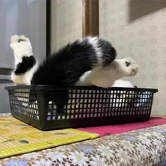 尾っぽが天だ寝すぎるネコ　　ぱんだるさん