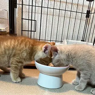 おでこがひっつきすぎるネコ　　ニコさん