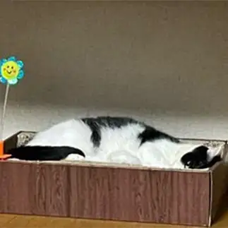 気にしすぎるネコ　　むっちゃんさん