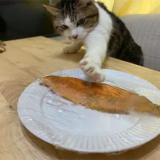 どろぼう猫っぽすぎるネコ　　きみちゃんさん